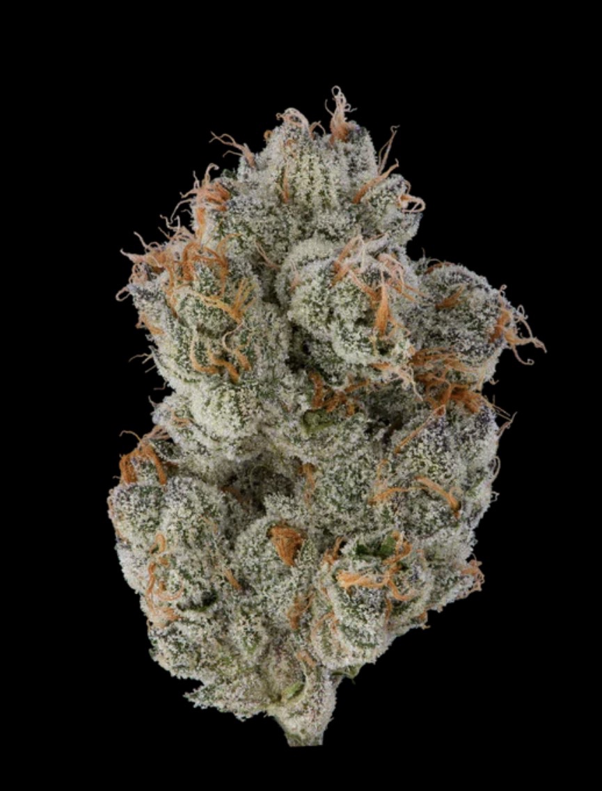 Jealousy (indoor grown)